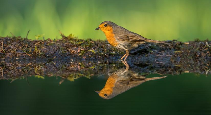 Felszólítják a magyar lakosságot: ha ilyet találsz a földön, nehogy hazavidd