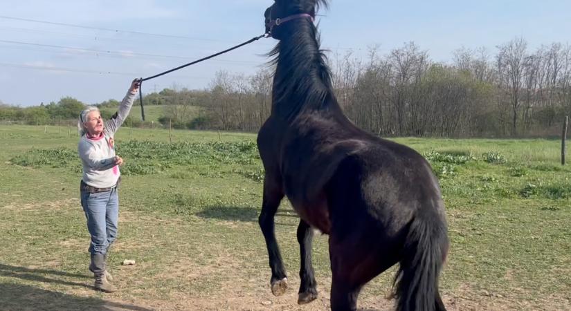 Alapozó munka a lovakkal földről