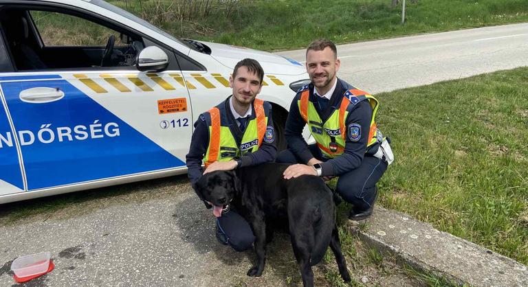 A legaranyosabb gyorshajtót kapták el a kaposvári rendőrök, szerencsére hajlandó volt együttműködni
