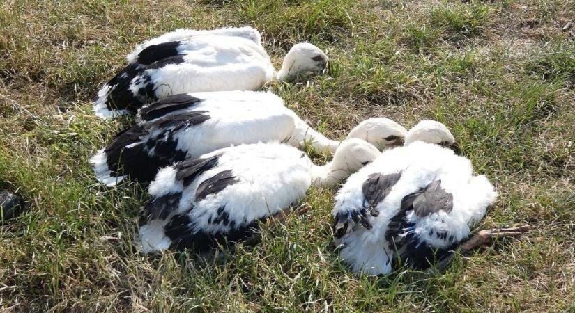 A gólya, aki ragaszkodik a Kossuth utcákhoz