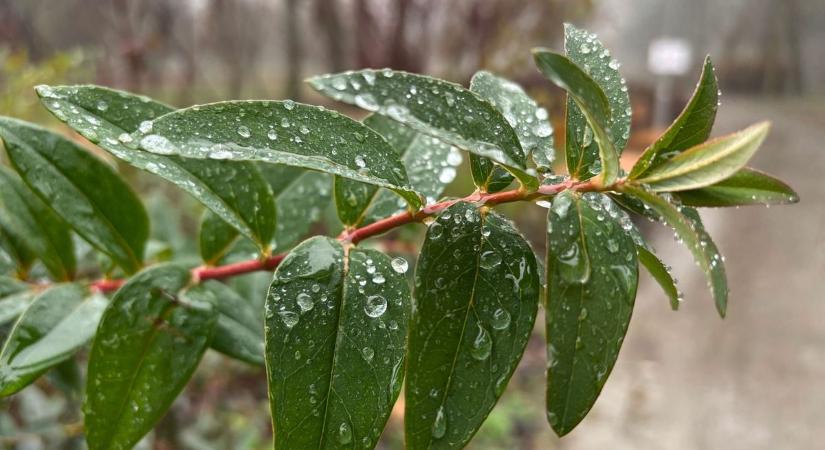 Visszatér az eső Pécsre, de a tavasz nem engedi el teljesen a várost