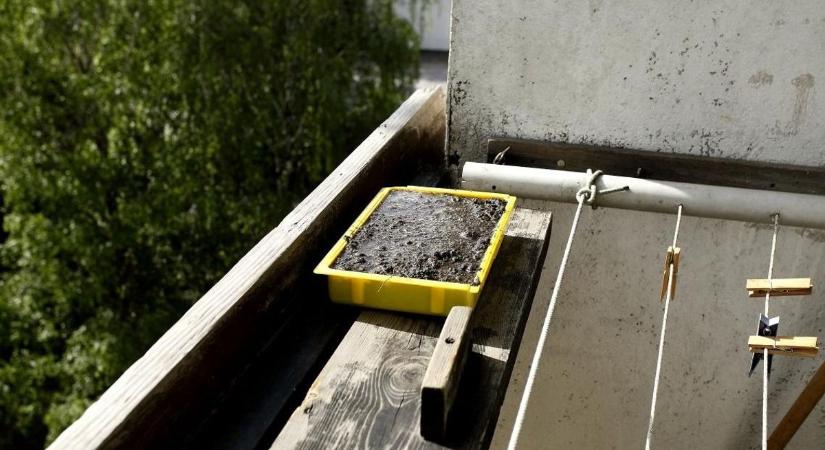 Régi fészek, új család! Egy molnárfecskepár mozgalmas mindennapjainak látványos pillanata (fotó a cikkben)