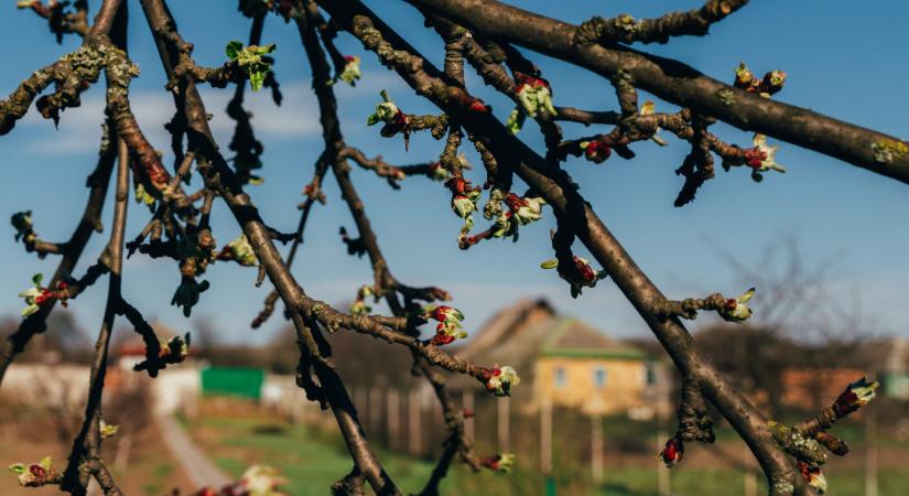 Fagy utáni regeneráció