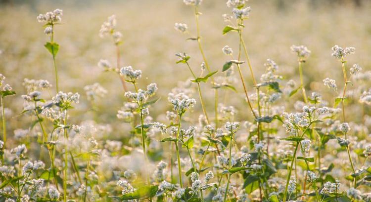 Hajdina: a mellőzött növényből piaci kedvenc lett