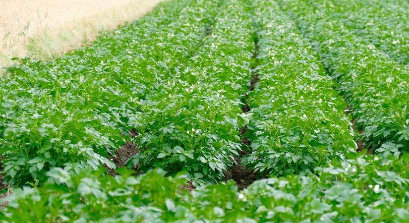 Feltételesség 2026: Ezeket a növényeket tilos önmaguk után vetni