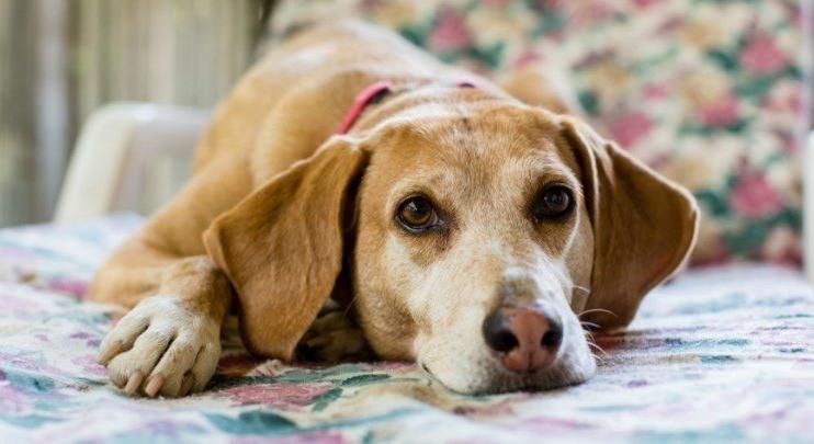 Demencia kutyáknál – 10+1 tipp a nyugodt mindennapokhoz