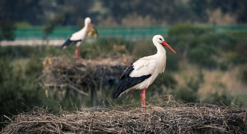 Bárki figyelemmel kísérheti a ráckeresztúri gólyacsalád életét
