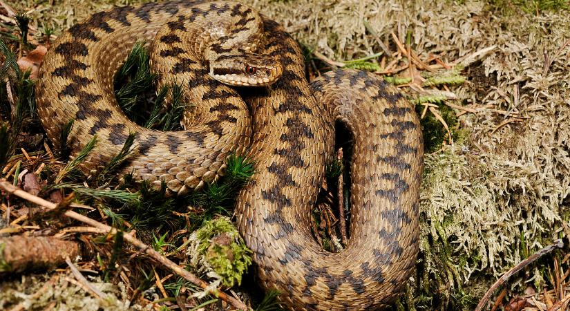 Kezdődik a viperaszezon – Mit kell tenni, ha megmar a mérgeskígyó?