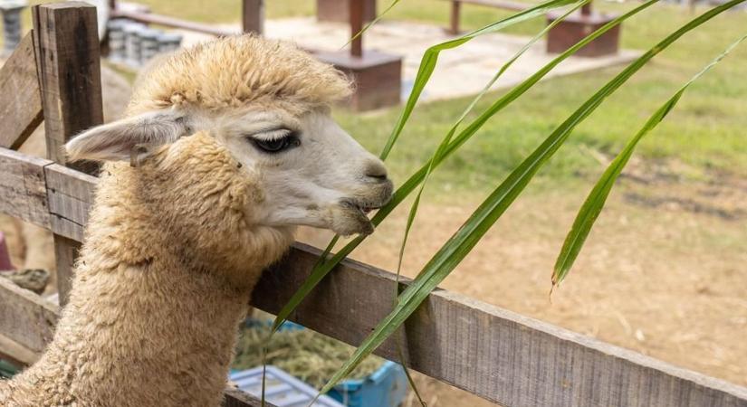 Az öröm és az idegösszeomlás között pontosan három háznyi a távolság