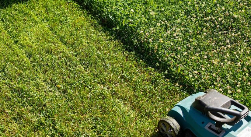 Vágatlan május: ezért nem nyírják a füvet Szentesen