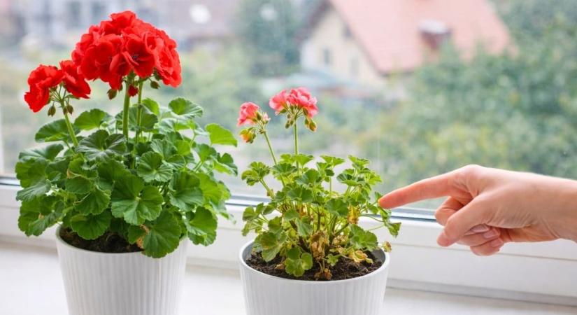 Csak 100 forintba kerül, és csodát tesz: öntsd ezt a muskátlid tövéhez, és újra feléled!