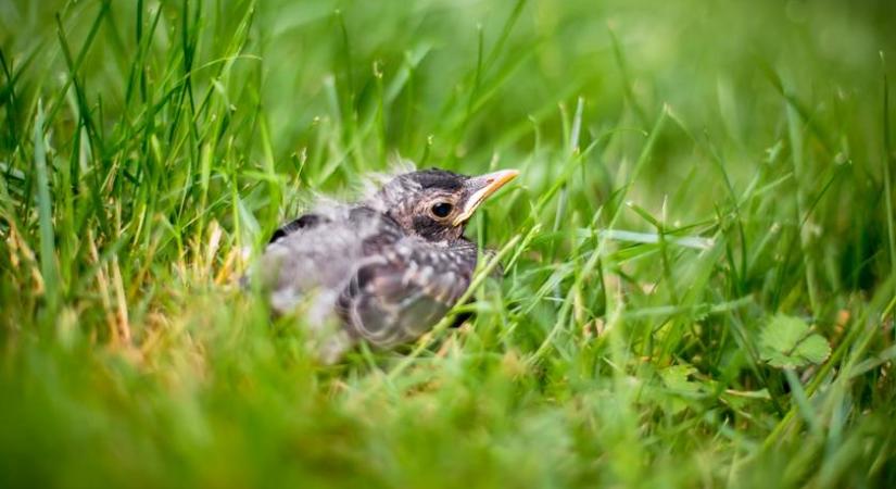 Mit tegyél, ha madárfiókat találsz? Életveszélybe sodorhatod, ha rosszul reagálsz