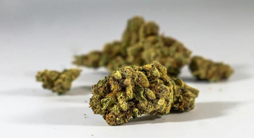 Meglepetéssel kedveskedett a drogdíler a házkutatást végző nyomozóknak