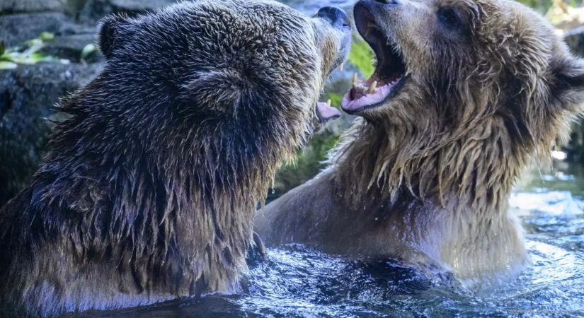 Medvehelyzet Szlovákiában: Akadozik a számlálás, miközben egyre több a támadás