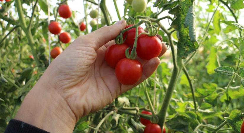 Sikeres bio-kertészkedés az alapoktól: Így nevelhetünk bőséges termést tájfajta paradicsomból