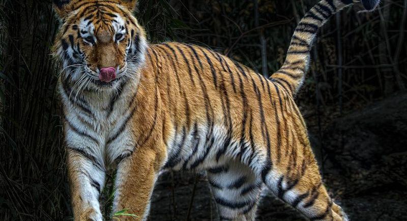 Tigris szabadult a nézők közé, pánik tört ki az orosz cirkuszban