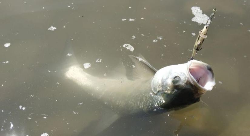 Két hal miatt több mint százezer forintos büntetést szabtak ki a Balatonnál