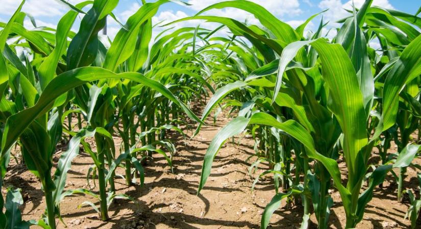 Elindult a vetés. Készüljünk fel a kukorica gyomirtására!