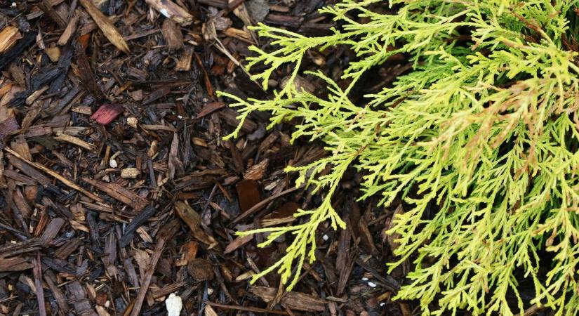 Mulcsozás tavasszal: mikor, mivel és hogyan érdemes csinálni?