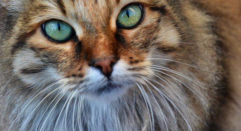 A macska anatómiája 2.: érzékszervek, érzékelés