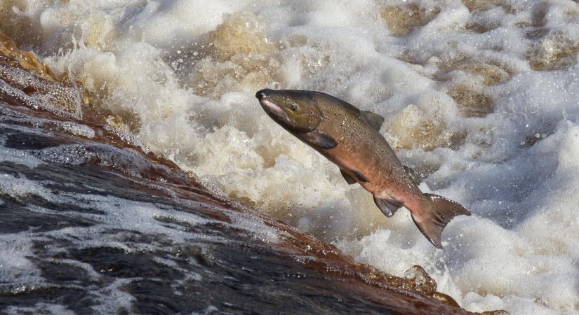 Túlpörögnek a lazacok, ha kokaint kapnak
