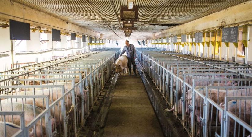 Kulcskérdés a magyar élelmiszerexport