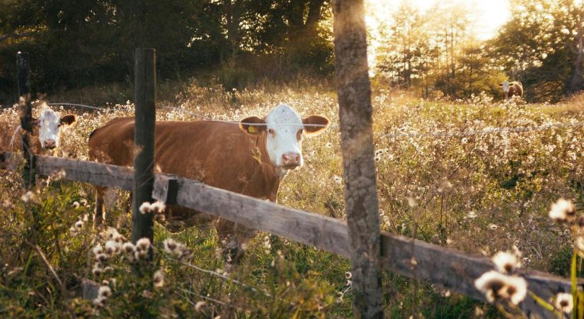 Rés a pajzson: újra támad a kéknyelv-betegség Magyarországon