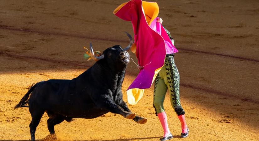 Végbélen öklelte a bika az egyik leghíresebb bikaviadort, súlyosan megsérült