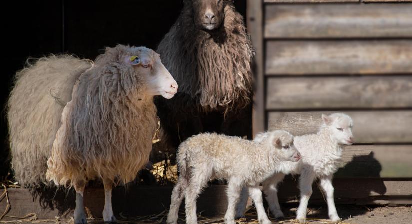 Így alakultak a héten az uniós bárányárak