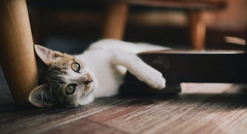 Karcolások a parkettán? Ezzel a filléres trükkel 3 perc alatt eltüntetheted őket