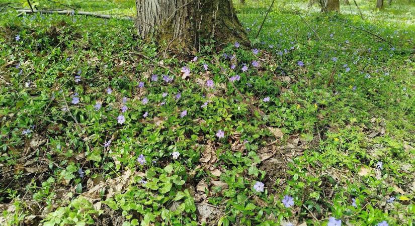 Színes takaróba öltözött a táj, tengernyi a vadvirág a Zselicben, de van, amelyiket jobb elkerülni