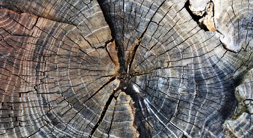 Komoly lehetőségeket rejt a hügelkultúra