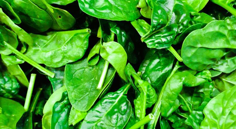 Spenót vetése: mikor és hogyan érdemes elvetni tavasszal?