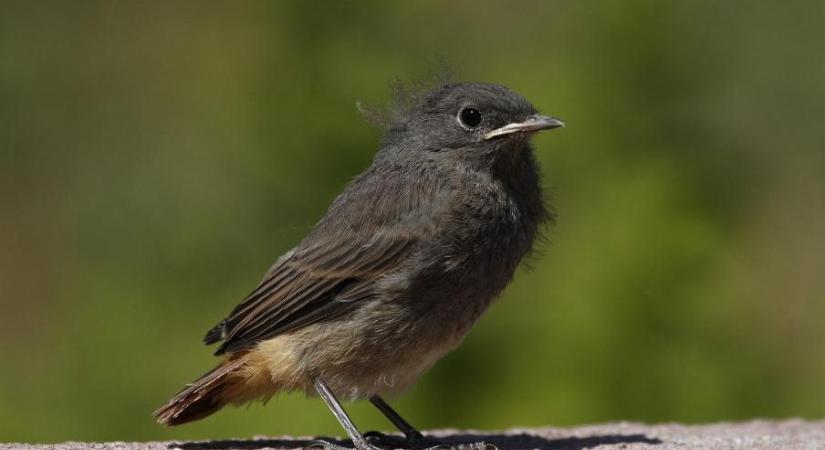 Nem minden földön talált fióka szorul segítségre