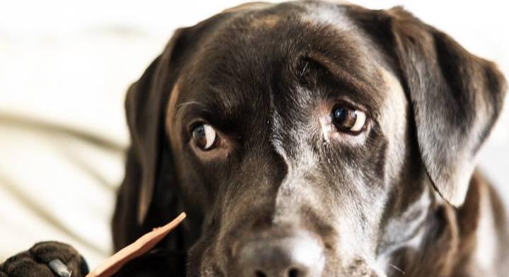 Egy falat is bajt okozhat: miért mérgező a csoki a kutyáknak?