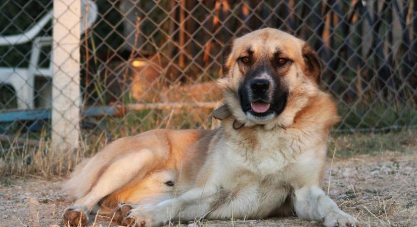 Több mint 42 ezer kutyát oltottak be veszettség ellen Hargita megyében