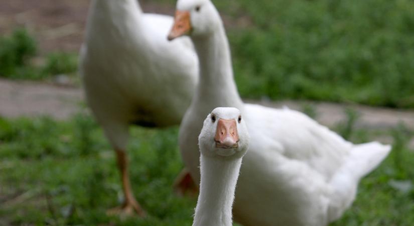 Komoly döntést hozott az országos főállatorvos: ez rengeteg termelőt érint