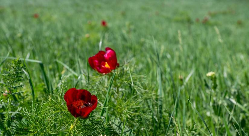 Bazsarózsa Fesztivált rendeznek a hétvégén Maros megyében