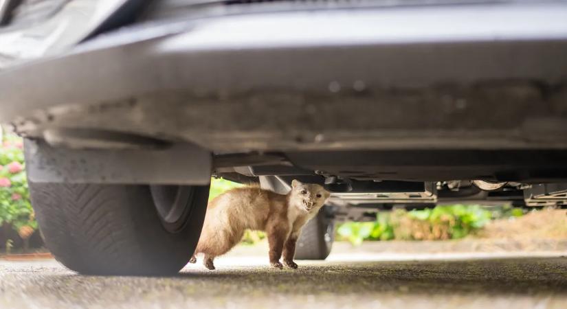 Harapós rágcsálók a motortérben: így lehet védekezni a nyestek ellen!