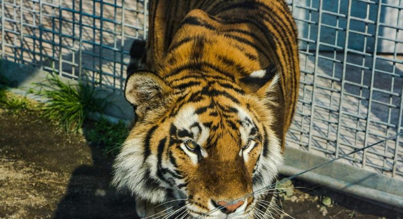 Előadás közben szabadult el egy tigris egy oroszországi cirkuszban – videón az eset