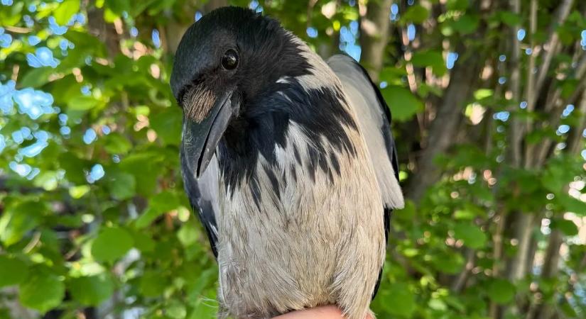 Elfogták Diegót, a gyerekeket molesztáló varjút