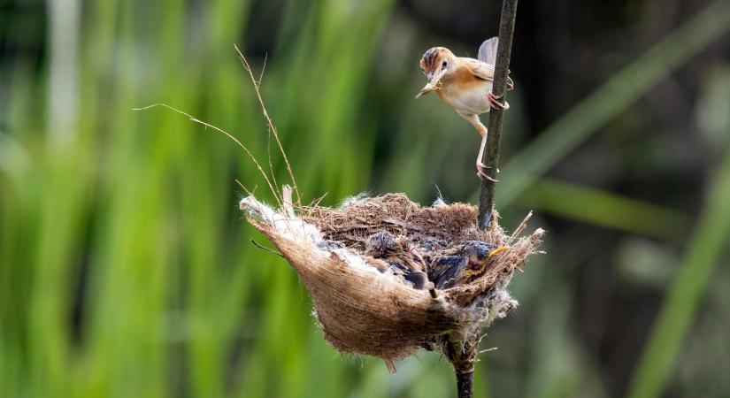 Lakossági felhívás: a talált madárfiókák többsége nem árva, nem szorul megmentésre, ne szedjük össze őket!
