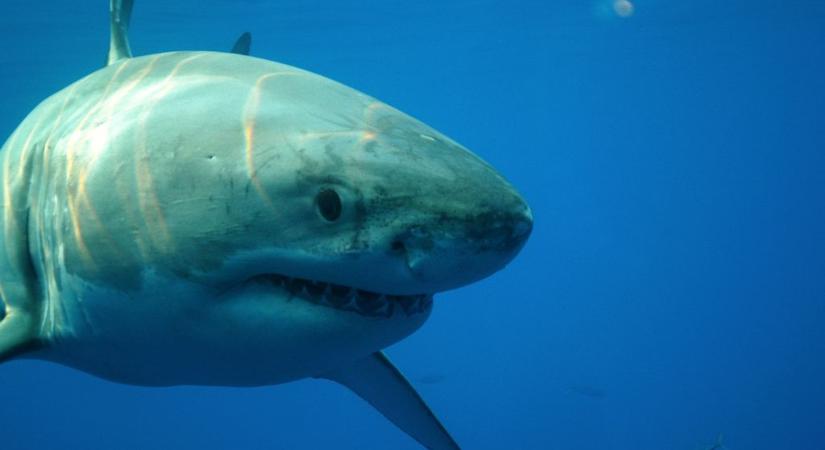 Tízméteres cápát észleltek kevesebb mint egy kilométerre a Földközi-tenger partjaitól