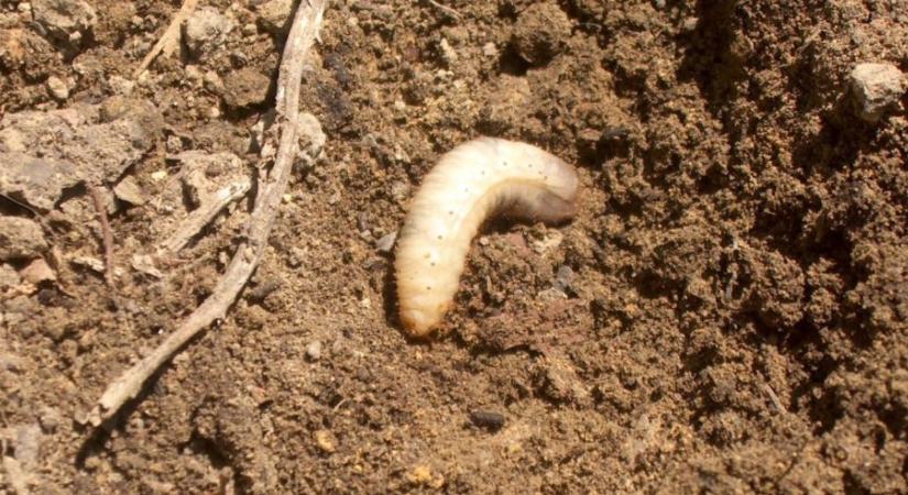 Pajor ellen: így védheted meg a gyepet a komoly károktól