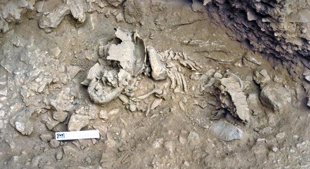 Gyorsabban fejlődtek a neandervölgyi csecsemők, mint a modern ember gyermekei