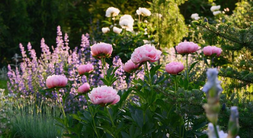 Csak gyönyörködni szabad benne, leszedni szigorúan tilos