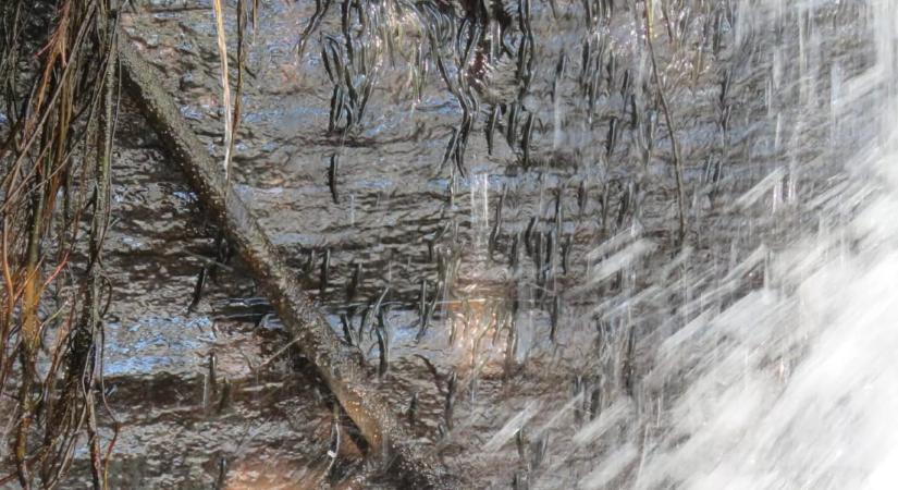 Nem mindennapi látvány: sziklamászó halakat videóztak