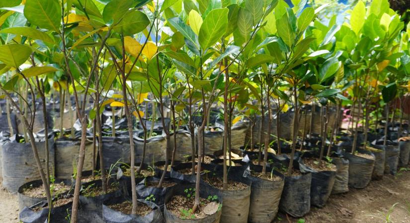 Razzia az ónodi vásárban: megsemmisítették a jelöletlen gyümölcsfákat és dísznövényeket