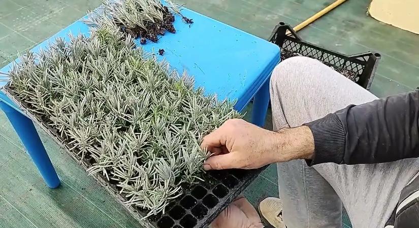 Így szaporítsd levendulát tavasszal