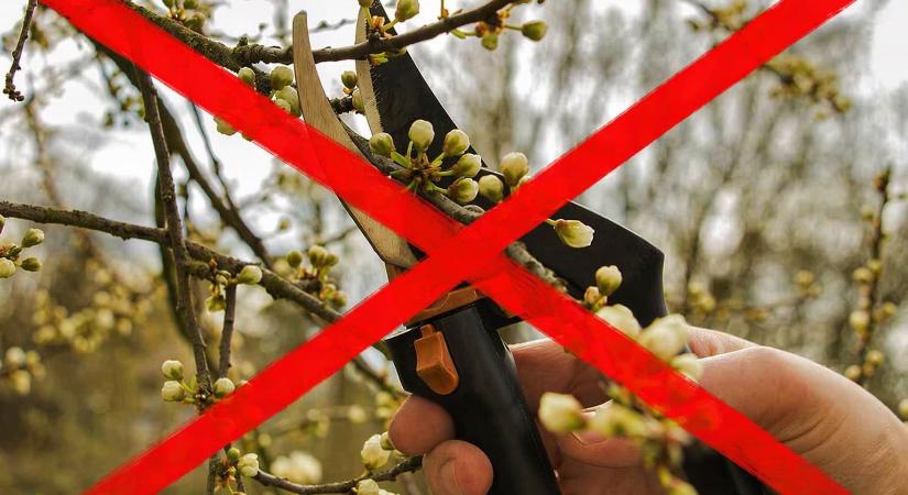 Ezeket a fákat SOHA ne metsszük meg április végén – itt a táblázat!